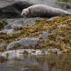 
 / Harbour Seals